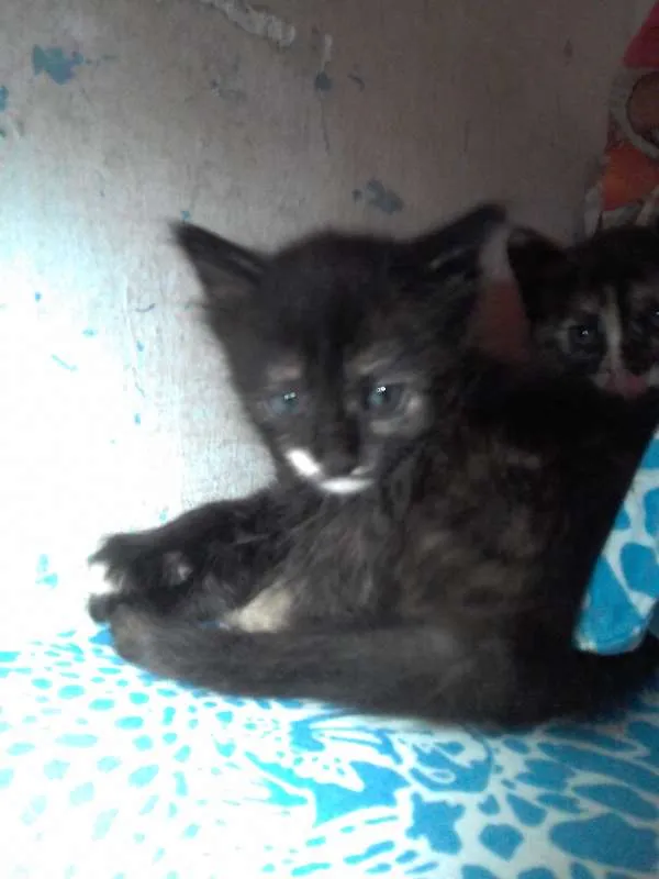 Gato raça SRD idade 2 a 6 meses nome Sem nomes