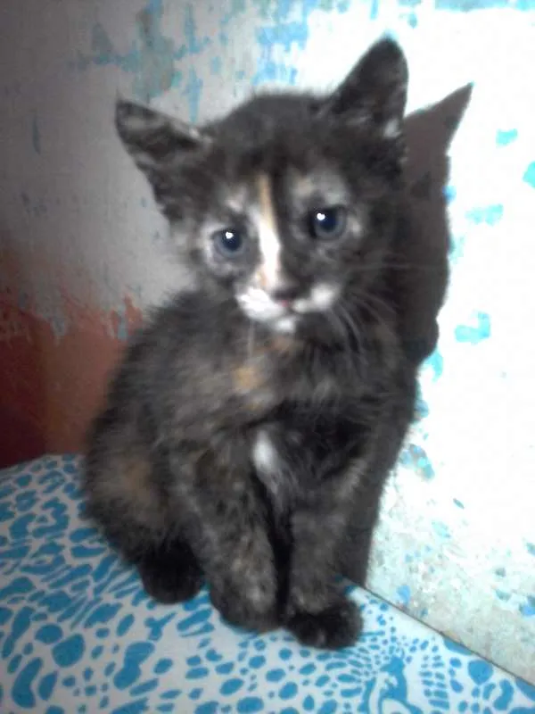 Gato raça SRD idade 2 a 6 meses nome Sem nomes