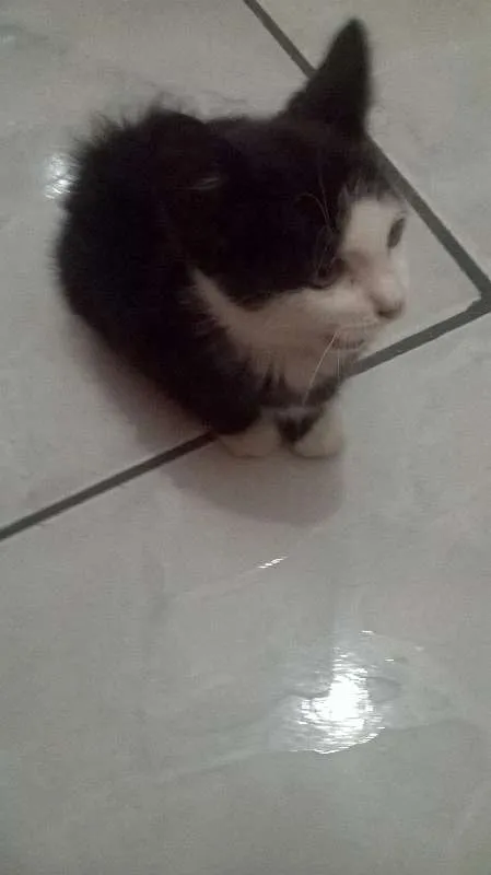 Gato ra a Indefinida idade 2 a 6 meses nome Japinha