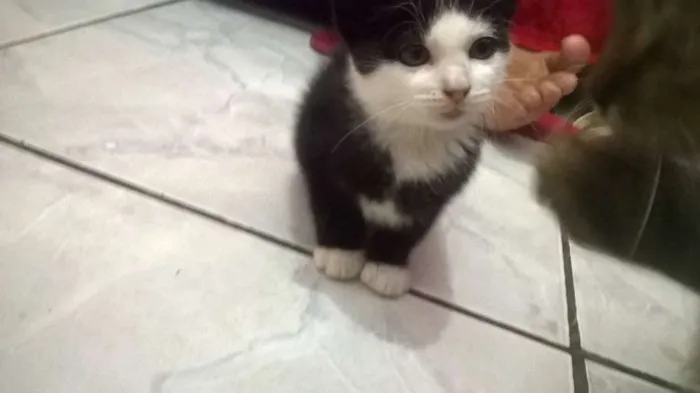 Gato ra a Indefinida idade 2 a 6 meses nome Japinha