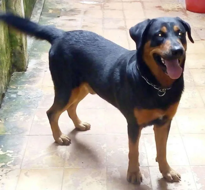 Cachorro ra a Rottweiler idade 3 anos nome LEMON