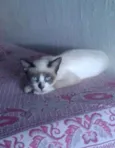 Gatos variados