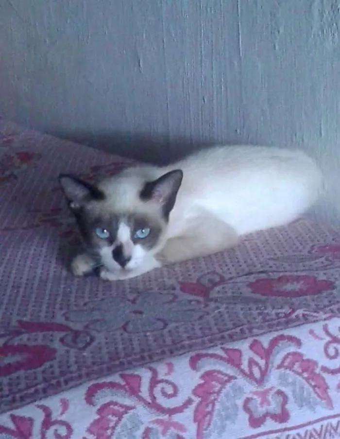 Gato ra a SRD idade 2 a 6 meses nome Gatos variados