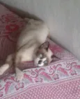 Gatos variados