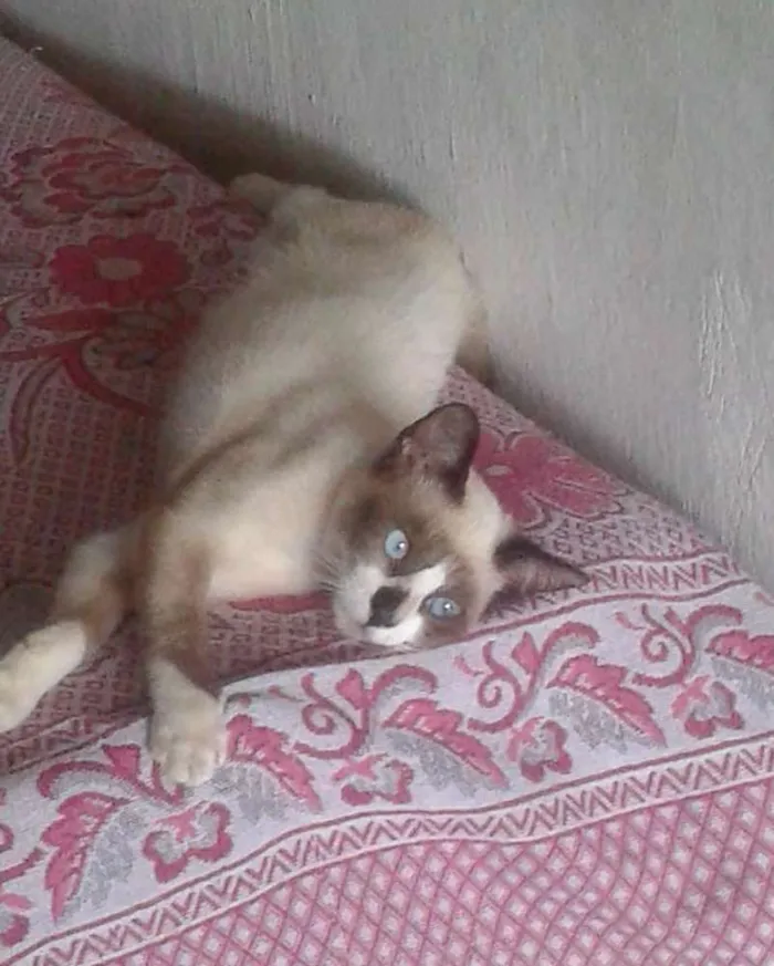 Gato ra a SRD idade 2 a 6 meses nome Gatos variados