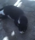 Gatos variados