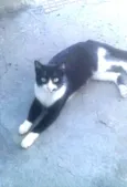 Gatos variados