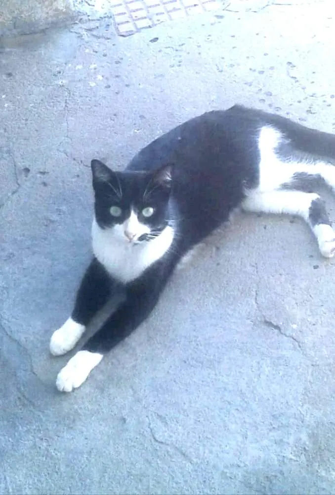 Gato ra a SRD idade 2 a 6 meses nome Gatos variados