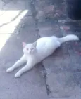Gatos variados