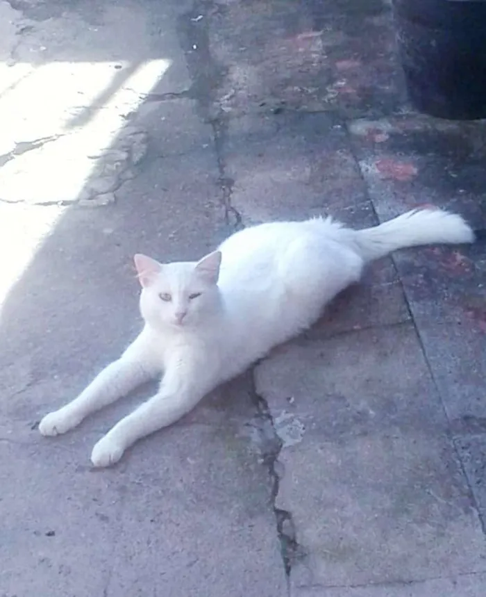Gato ra a SRD idade 2 a 6 meses nome Gatos variados
