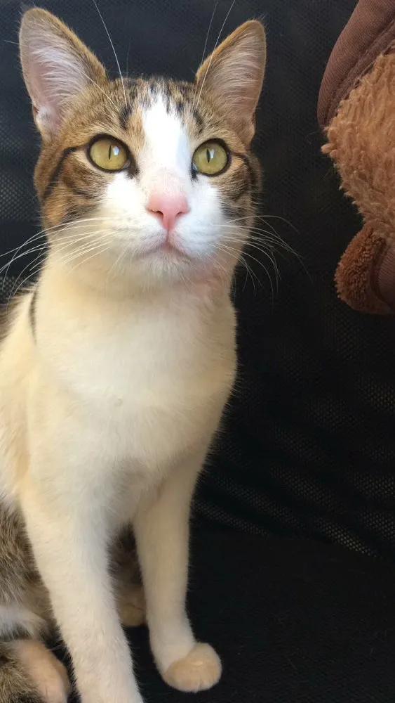 Gato ra a SRD idade 7 a 11 meses nome Cigano