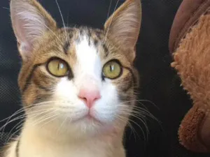 Gato raça SRD idade 7 a 11 meses nome Cigano