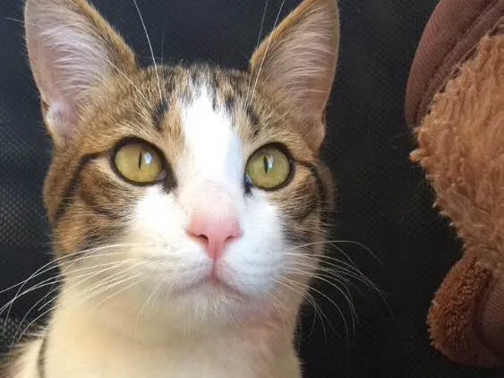Gato ra a SRD idade 7 a 11 meses nome Cigano