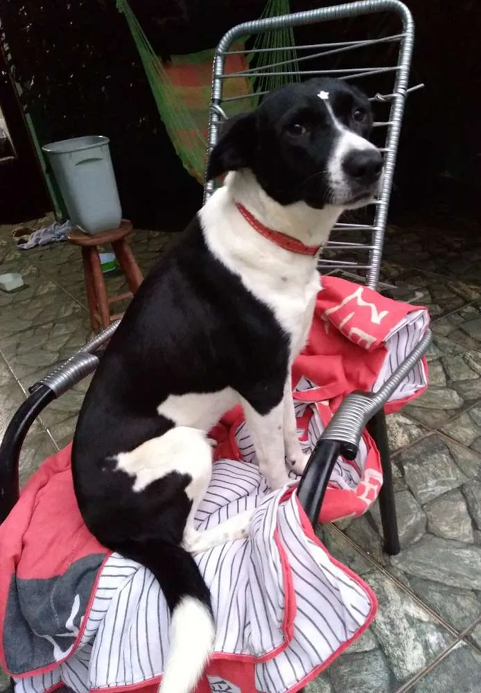 Cachorro ra a Srd idade 7 a 11 meses nome Susy
