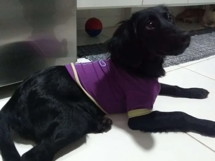 Cachorro ra a Sem raça definida idade 2 a 6 meses nome Sem nome