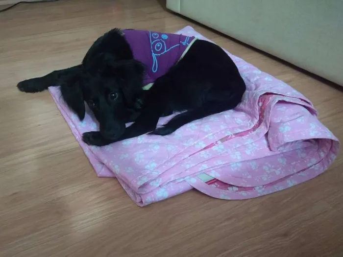 Cachorro ra a Sem raça definida idade 2 a 6 meses nome Sem nome