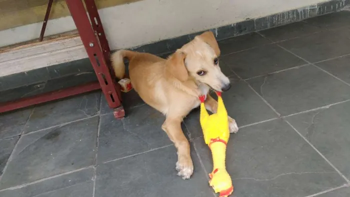 Cachorro ra a Não definida idade 7 a 11 meses nome Marley