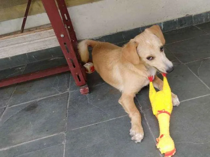 Cachorro ra a Não definida idade 7 a 11 meses nome Marley
