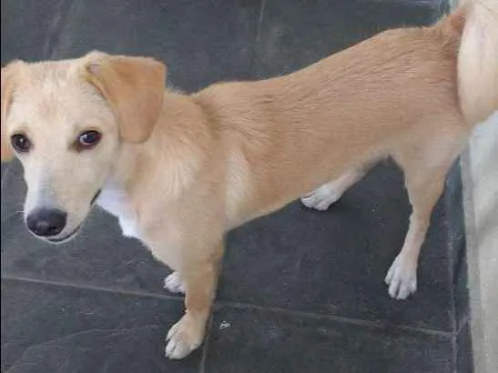 Cachorro ra a Não definida idade 7 a 11 meses nome Marley