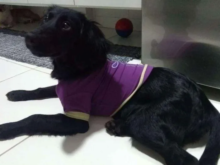 Cachorro ra a Sem raça definida idade 2 a 6 meses nome Sem nome