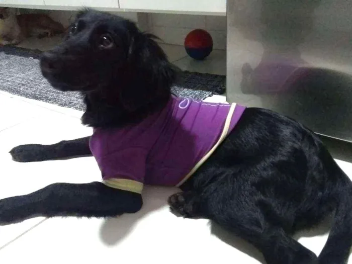 Cachorro ra a Sem raça definida idade 2 a 6 meses nome Sem nome