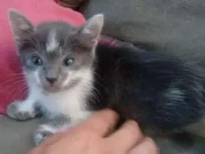 Gato raça  idade Abaixo de 2 meses nome Neblina