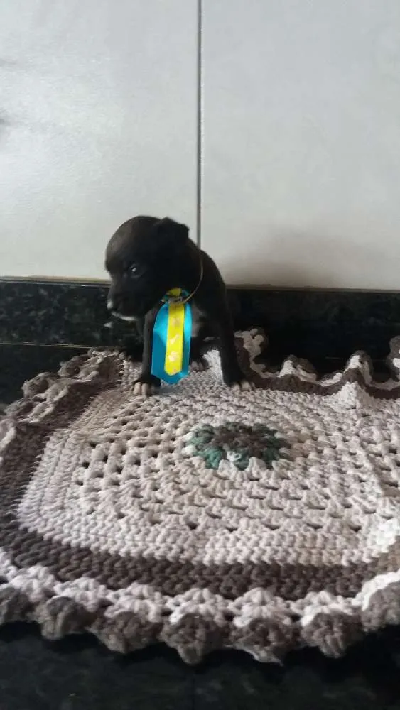 Cachorro ra a Srd idade Abaixo de 2 meses nome Sem nome