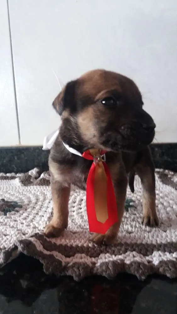 Cachorro ra a Srd idade Abaixo de 2 meses nome Sem nome