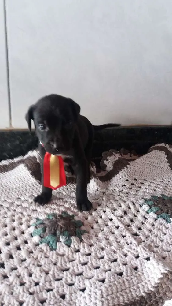 Cachorro ra a Srd idade Abaixo de 2 meses nome Sem nome