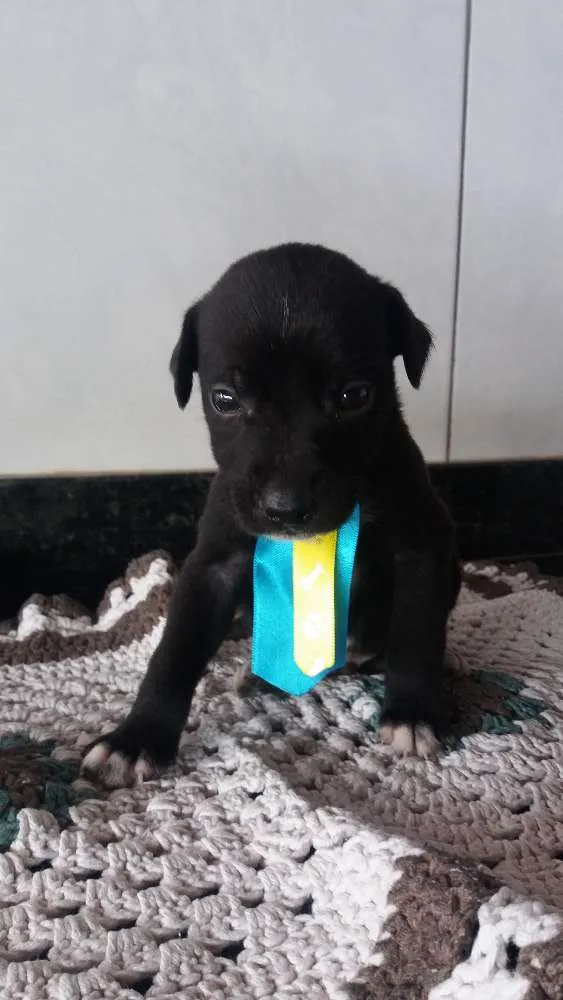 Cachorro ra a Srd idade Abaixo de 2 meses nome Sem nome