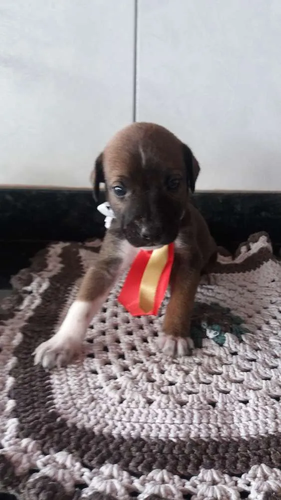 Cachorro ra a Srd idade Abaixo de 2 meses nome Sem nome