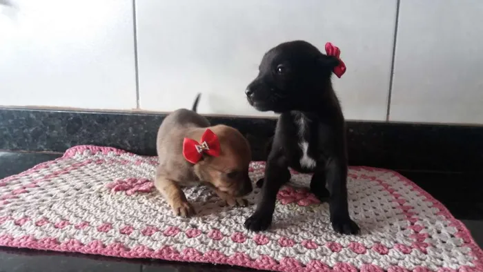 Cachorro ra a Srd idade Abaixo de 2 meses nome Sem nome