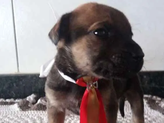 Cachorro ra a Srd idade Abaixo de 2 meses nome Sem nome