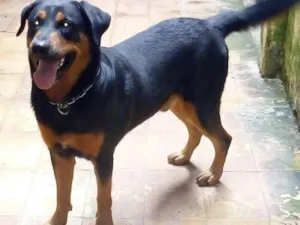 Cachorro raça Rottweiler idade 3 anos nome LEMON