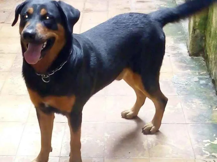 Cachorro ra a Rottweiler idade 3 anos nome LEMON