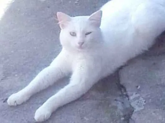 Gato ra a SRD idade 2 a 6 meses nome Gatos variados