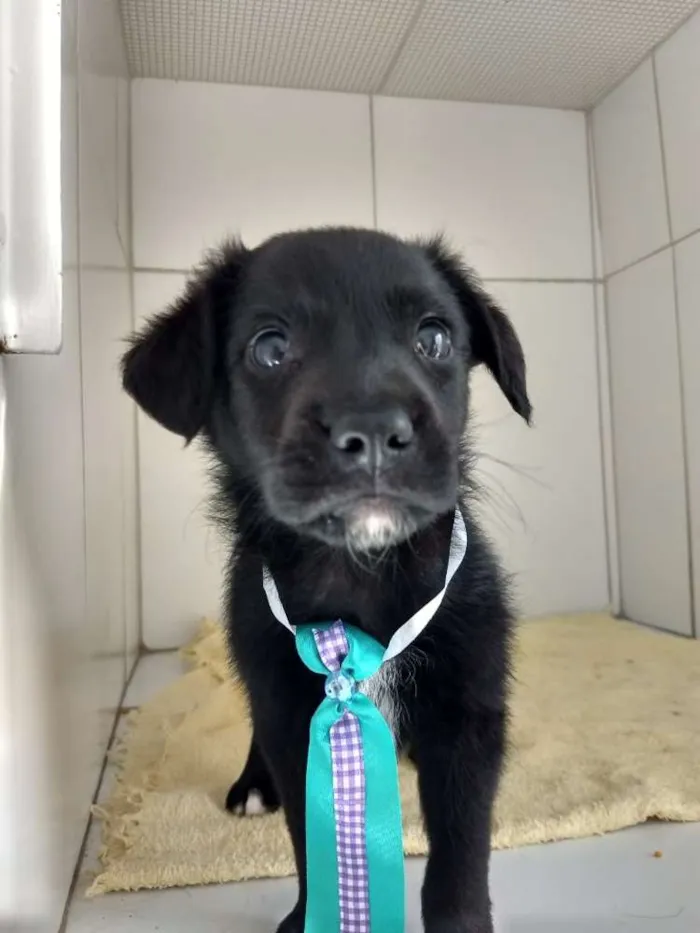 Cachorro ra a Srd  idade 2 a 6 meses nome Bud