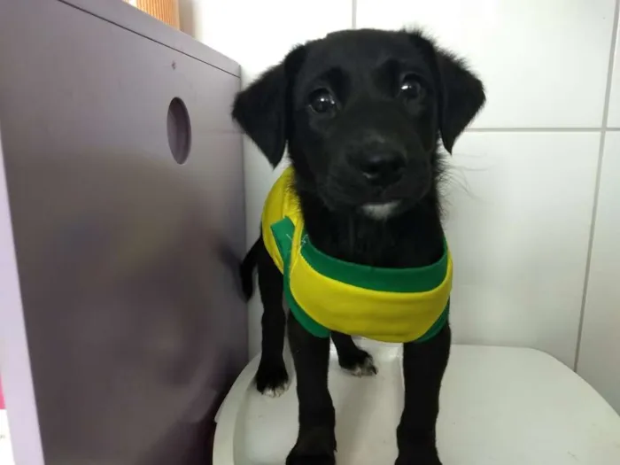 Cachorro ra a Srd  idade 2 a 6 meses nome Bud