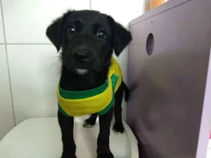 Cachorro raça Srd  idade 2 a 6 meses nome Bud