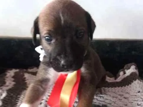 Cachorro ra a Srd idade Abaixo de 2 meses nome Sem nome