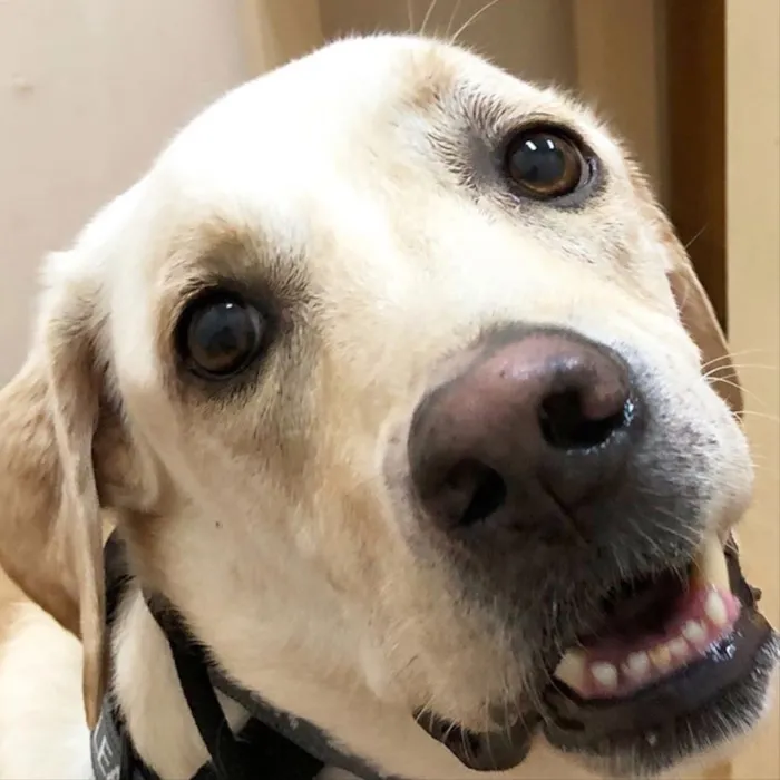 Cachorro ra a Labrador  idade 1 ano nome Channel