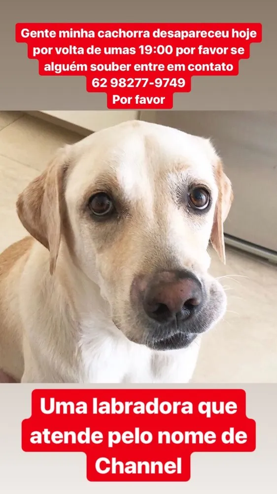 Cachorro ra a Labrador  idade 1 ano nome Channel