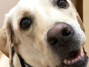 Cachorro raça Labrador  idade 1 ano nome Channel