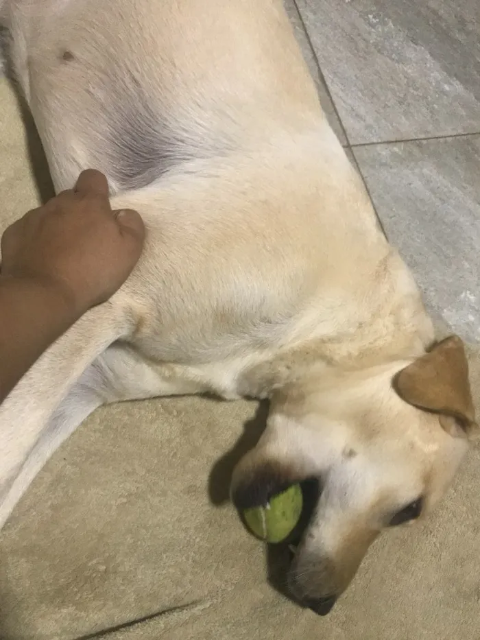 Cachorro ra a Labrador  idade 1 ano nome Channel