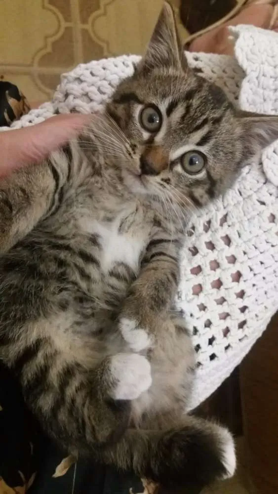 Gato ra a Srd idade Abaixo de 2 meses nome Sem nome