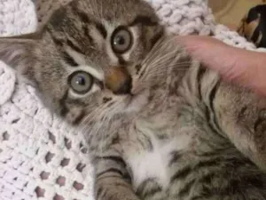 Gato raça Srd idade Abaixo de 2 meses nome Sem nome