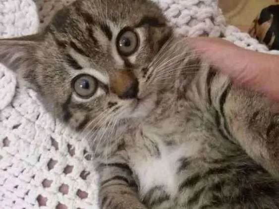 Gato ra a Srd idade Abaixo de 2 meses nome Sem nome
