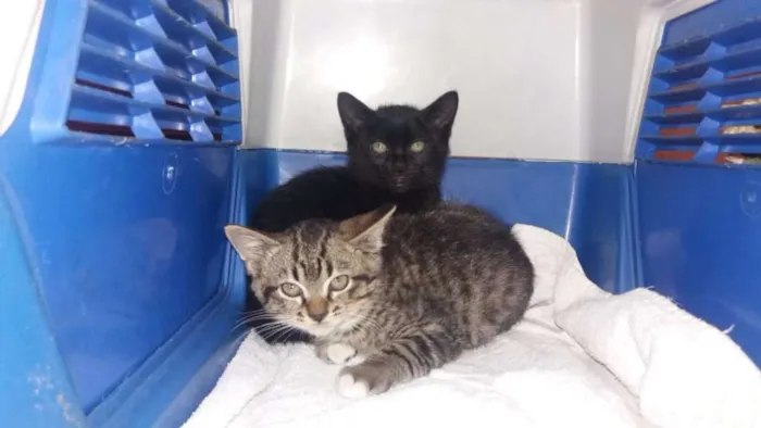 Gato ra a Srd idade Abaixo de 2 meses nome Sem nome