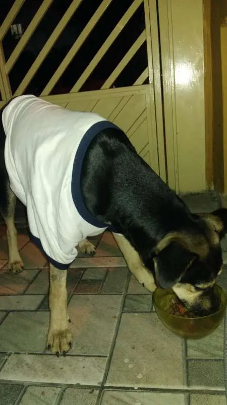 Cachorro ra a srd idade 7 a 11 meses nome Leo