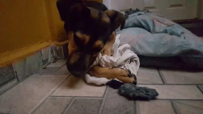 Cachorro ra a SRD idade 7 a 11 meses nome Leo